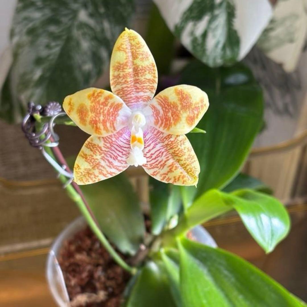 【良血統・強香開花株】原種交配種 洋蘭　洋ラン　胡蝶蘭