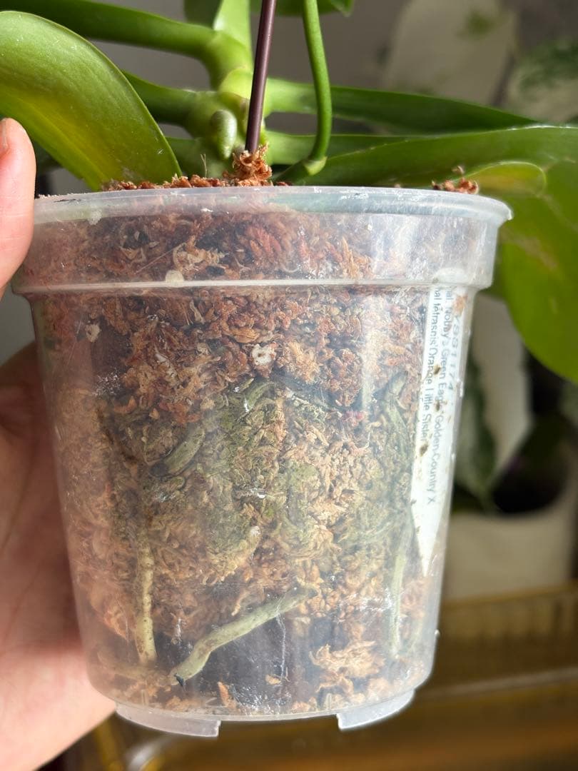 【良血統・強香開花株】原種交配種 洋蘭　洋ラン　胡蝶蘭