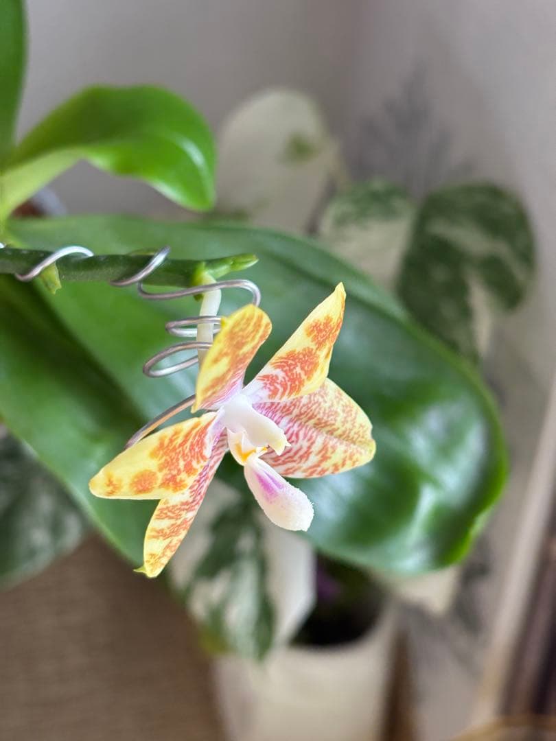 【良血統・強香開花株】原種交配種 洋蘭　洋ラン　胡蝶蘭