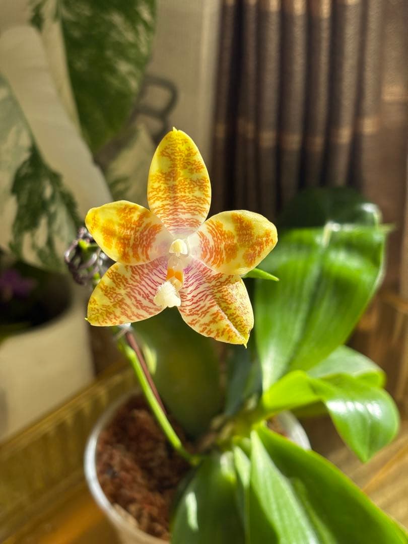 【良血統・強香開花株】原種交配種 洋蘭　洋ラン　胡蝶蘭