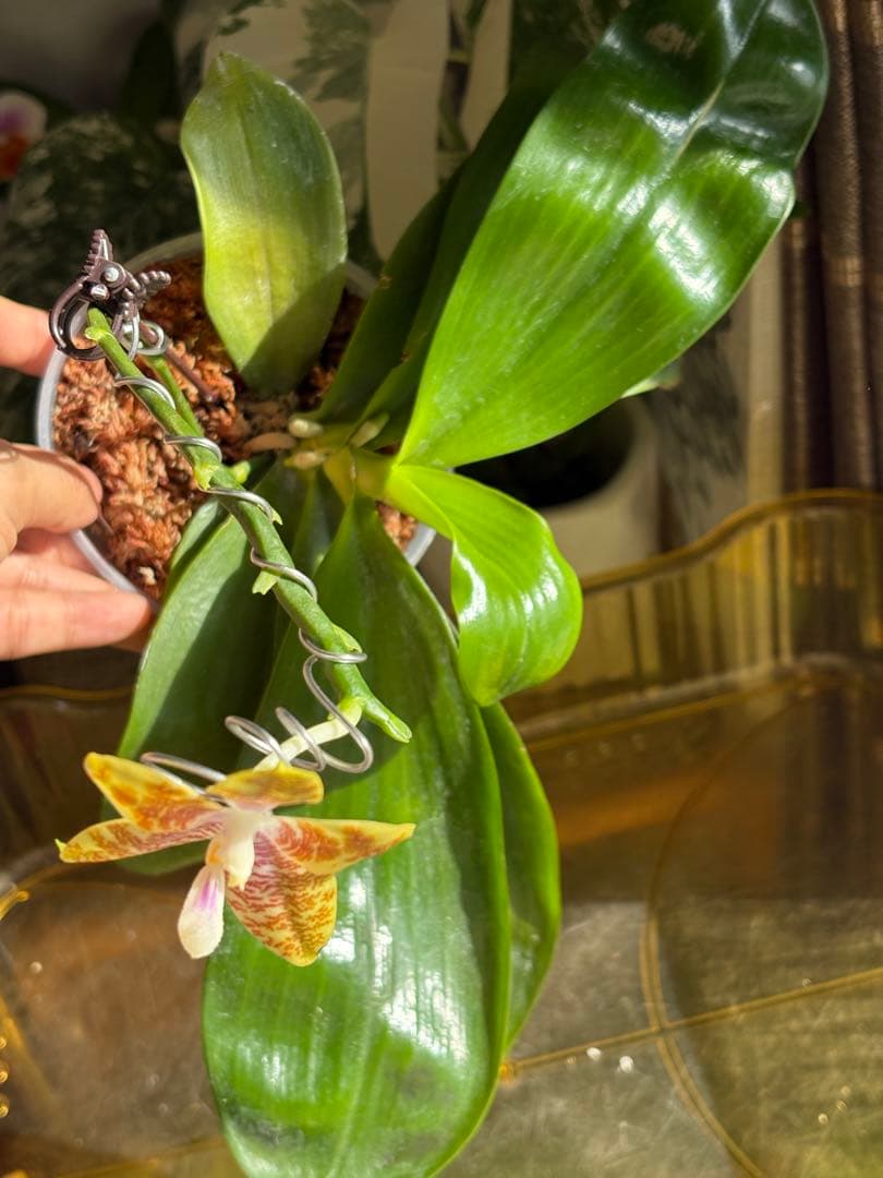 【良血統・強香開花株】原種交配種 洋蘭　洋ラン　胡蝶蘭