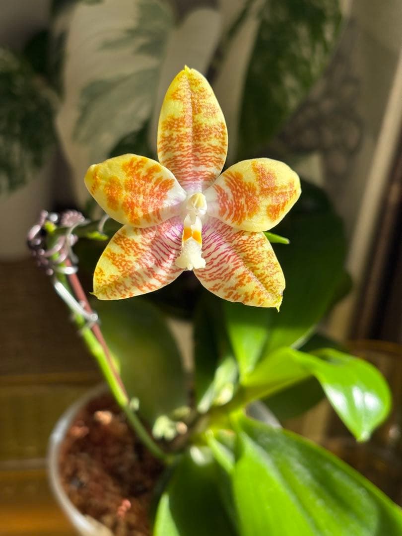 【良血統・強香開花株】原種交配種 洋蘭　洋ラン　胡蝶蘭