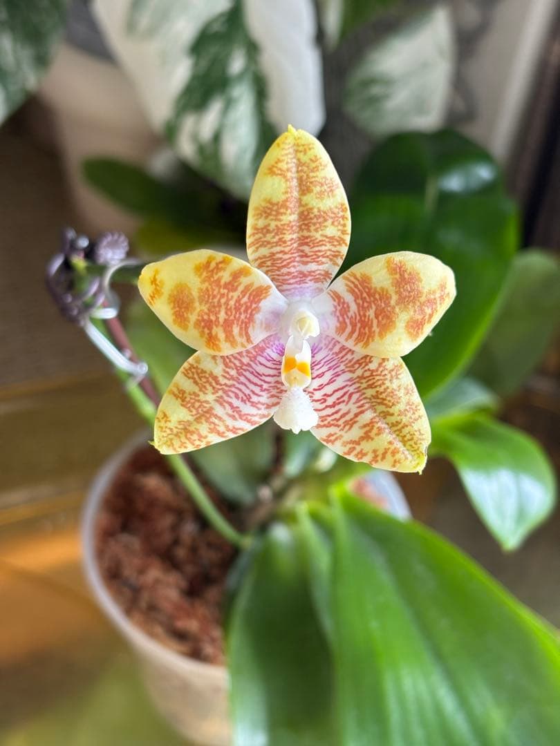 【良血統・強香開花株】原種交配種 洋蘭　洋ラン　胡蝶蘭