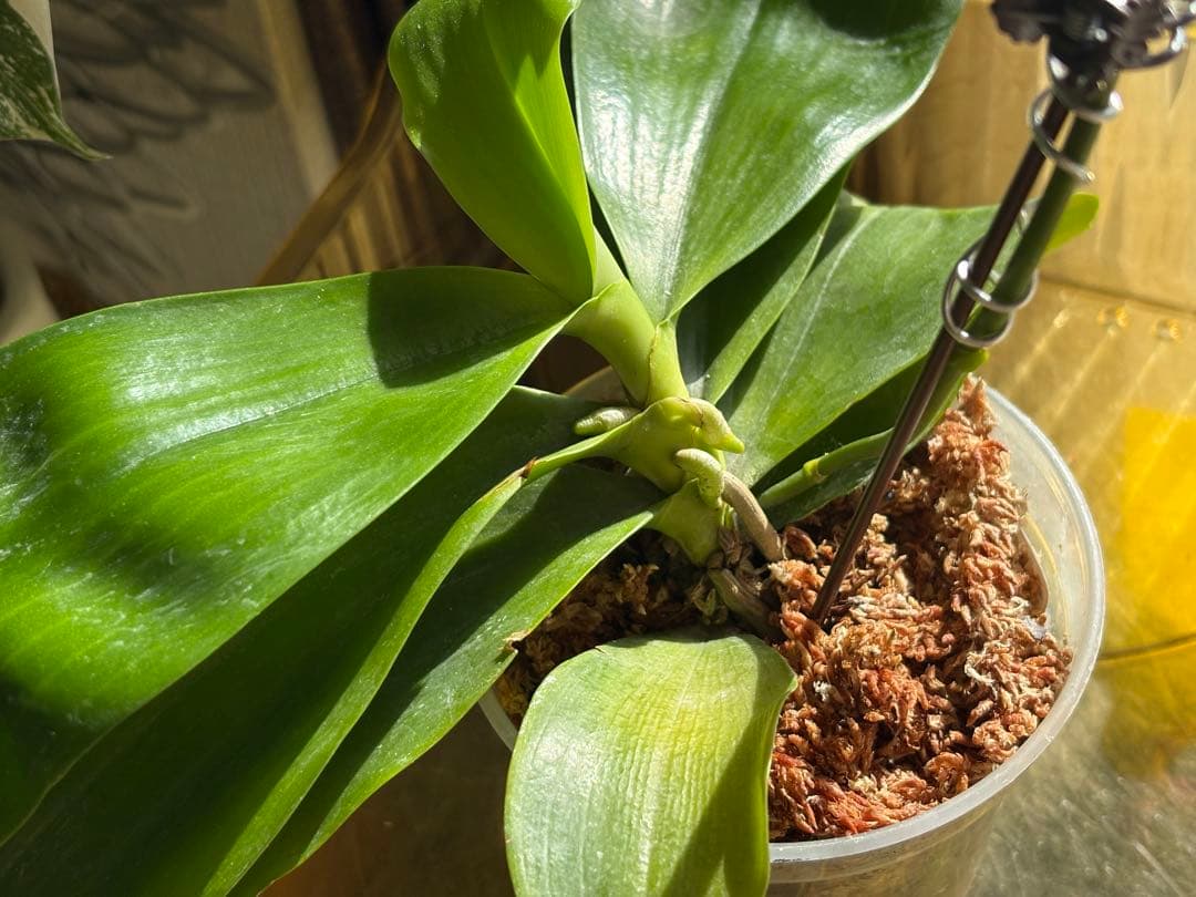 【良血統・強香開花株】原種交配種 洋蘭　洋ラン　胡蝶蘭