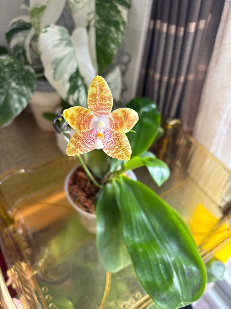 【良血統・強香開花株】原種交配種 洋蘭　洋ラン　胡蝶蘭