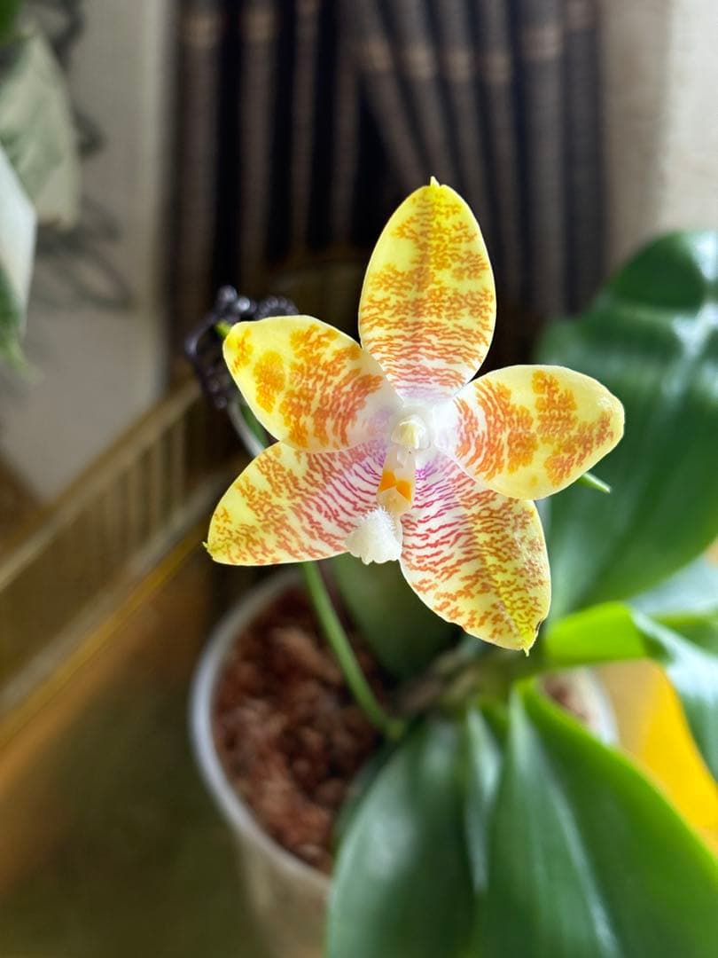 【良血統・強香開花株】原種交配種 洋蘭　洋ラン　胡蝶蘭