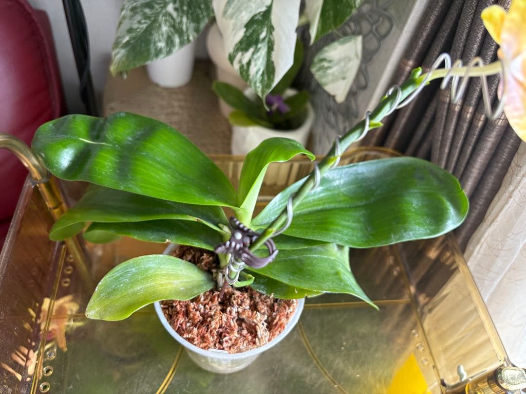 【良血統・強香開花株】原種交配種 洋蘭　洋ラン　胡蝶蘭