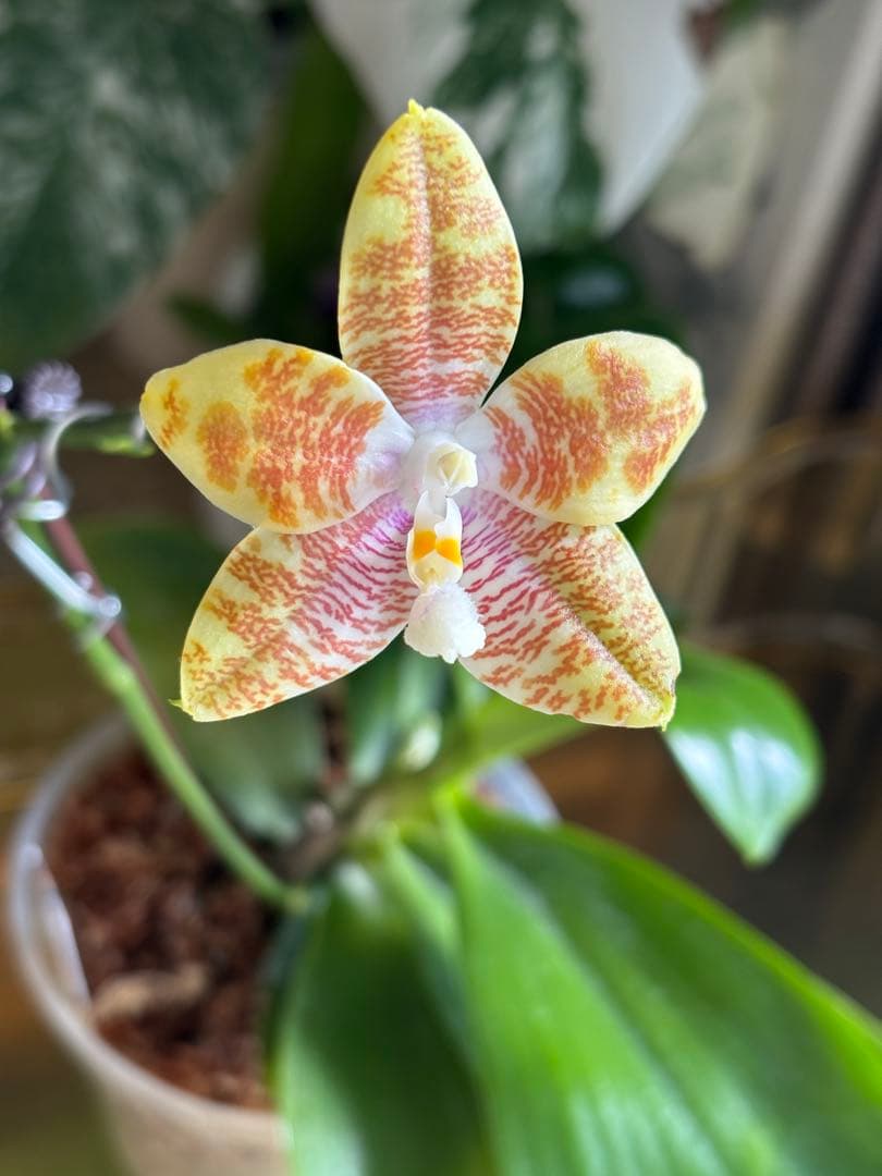 【良血統・強香開花株】原種交配種 洋蘭　洋ラン　胡蝶蘭