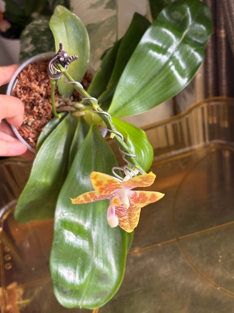 【良血統・強香開花株】原種交配種 洋蘭　洋ラン　胡蝶蘭