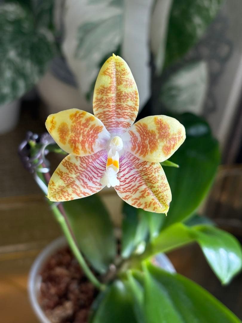 【良血統・強香開花株】原種交配種 洋蘭　洋ラン　胡蝶蘭