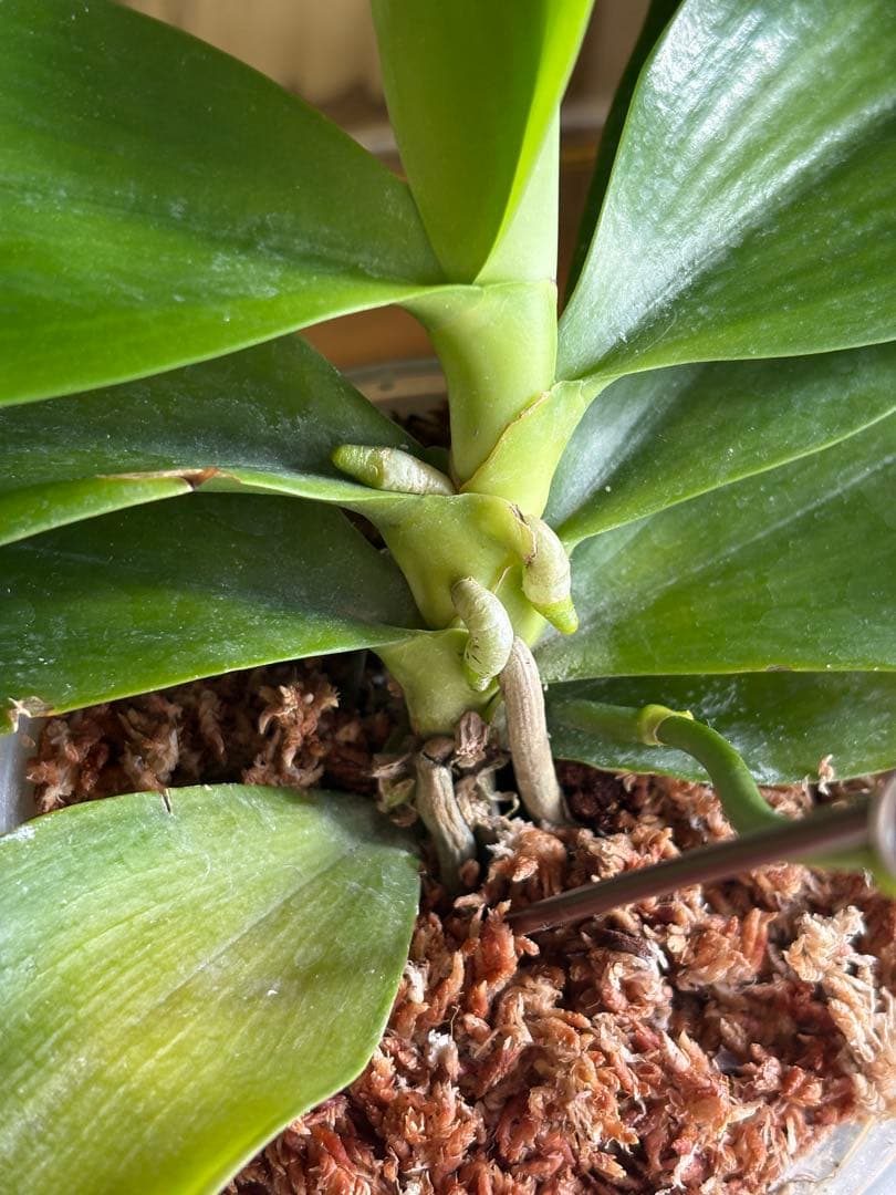 【良血統・強香開花株】原種交配種 洋蘭　洋ラン　胡蝶蘭