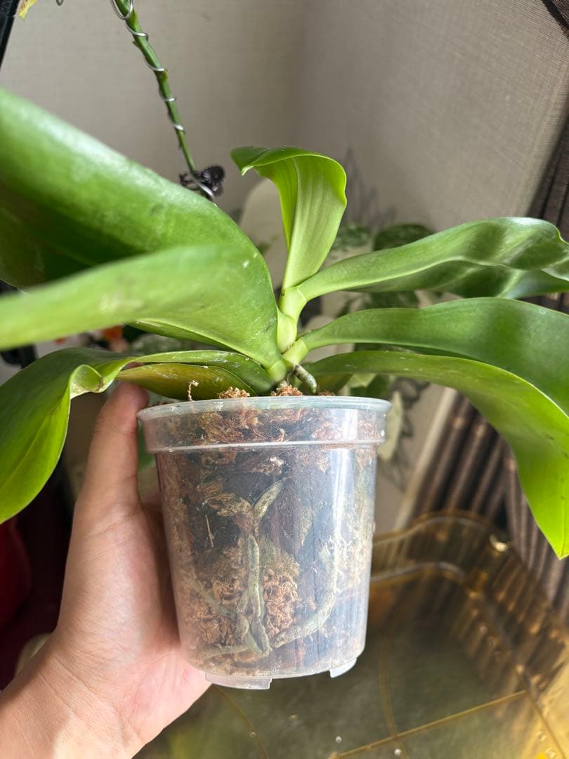 【良血統・強香開花株】原種交配種 洋蘭　洋ラン　胡蝶蘭