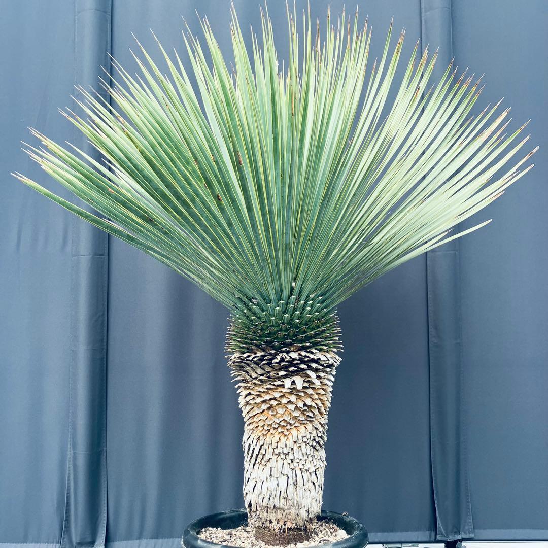 ユッカ ロストラータ　タイ産②発根済