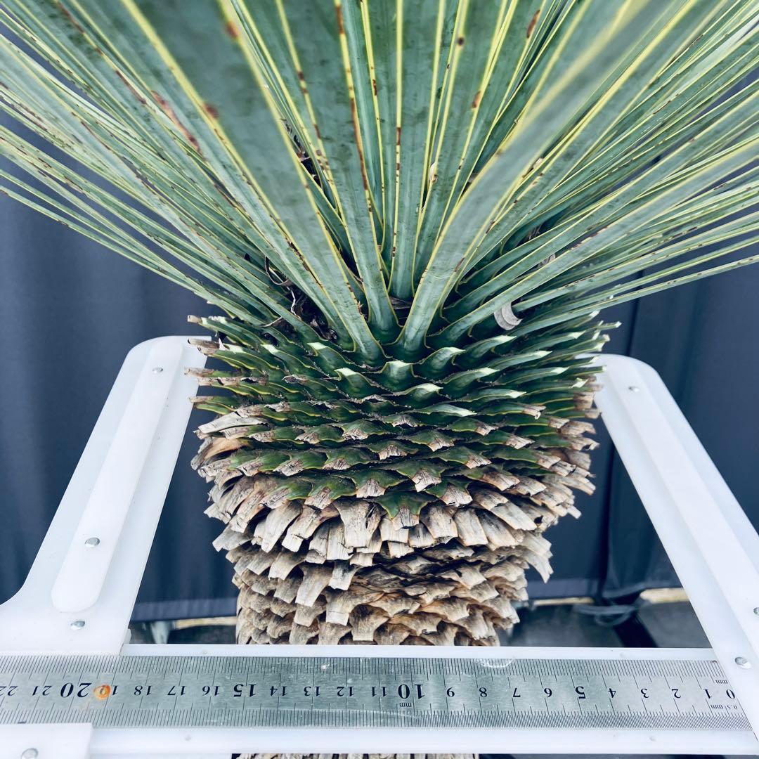 ユッカ ロストラータ　タイ産②発根済