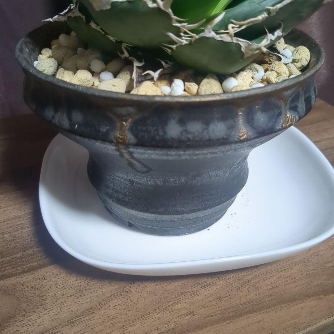 アガベ陶器鉢　植木鉢　比護作品　美品