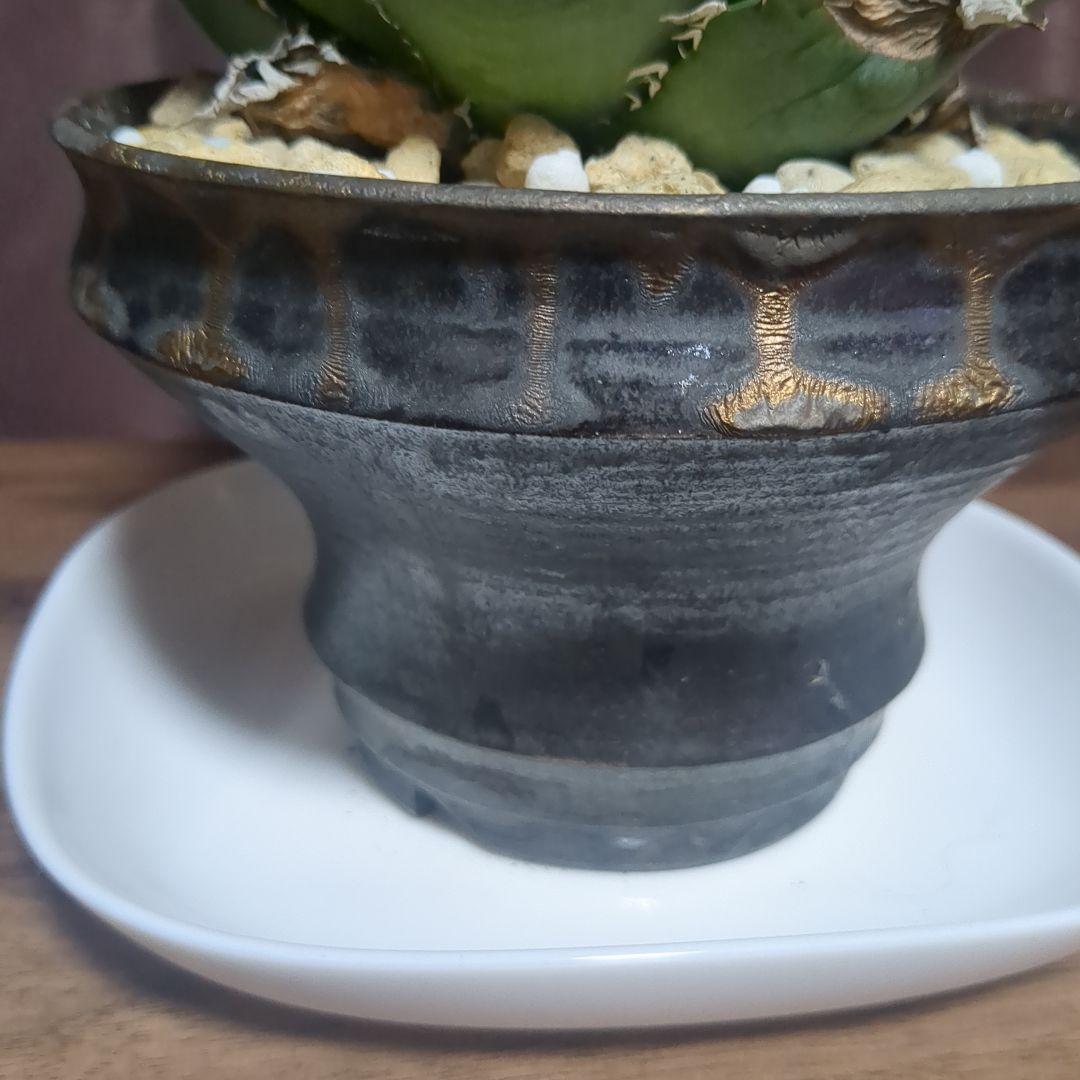 アガベ陶器鉢　植木鉢　比護作品　美品