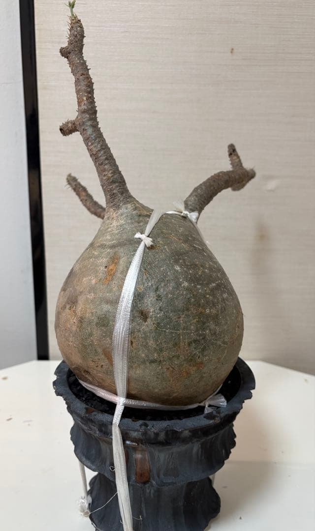 発根済 大株グラキリス／12月15日発根確認／芽吹き・蕾あり