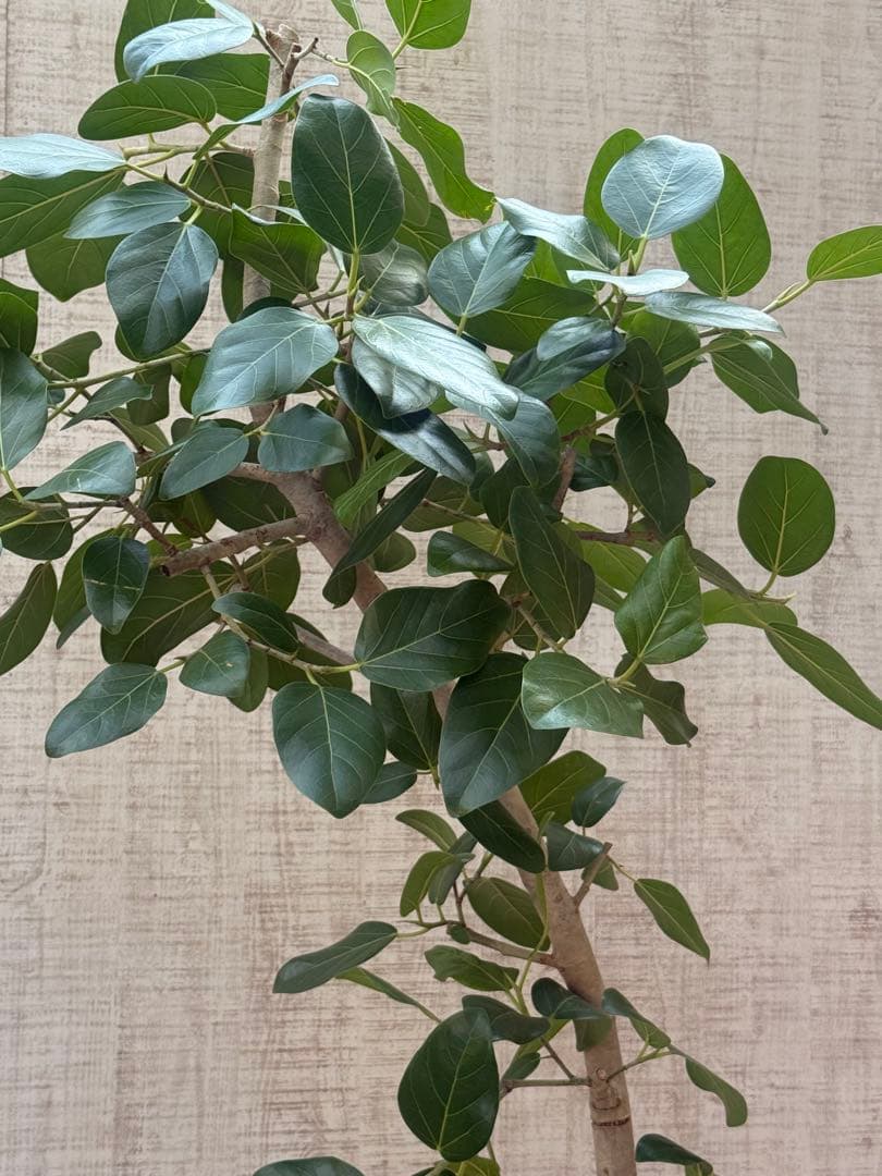 フィカスベンガレンシス♪ 143cm♪ 太幹曲がり リビングサイズ♪