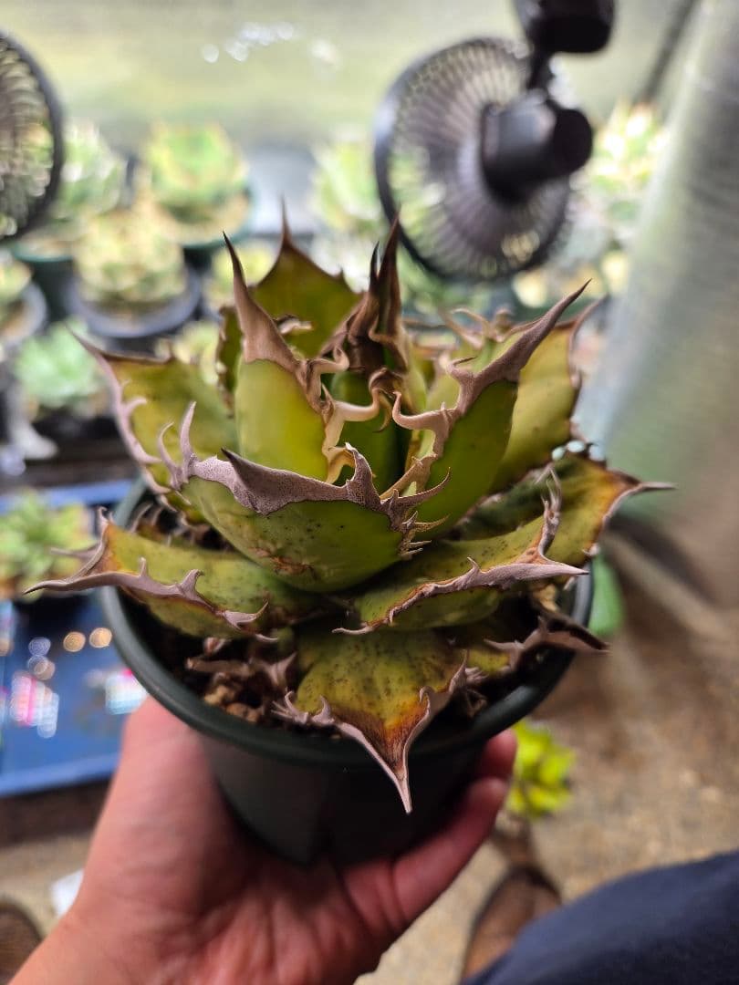 アガベ オアハカ ライムグリーン