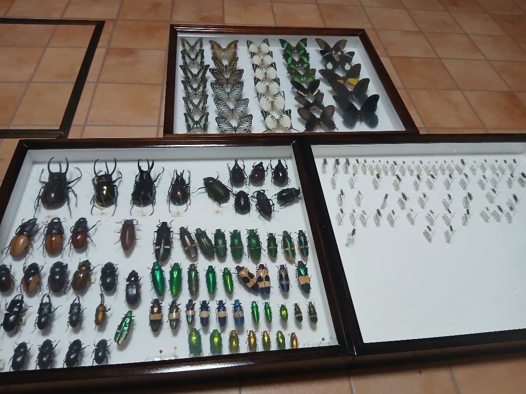 昆虫標本セット ダークブラウンフレーム