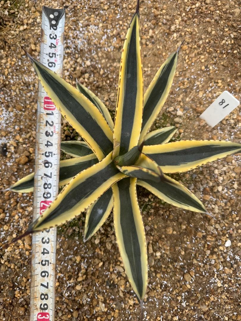 フラワー・ガーデニング Agave Sharkskin Great White Shark 81