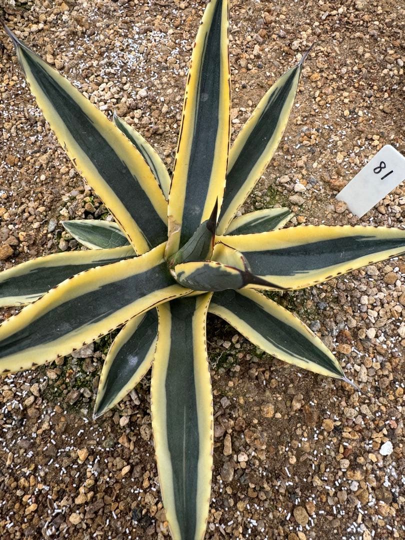 フラワー・ガーデニング Agave Sharkskin Great White Shark 81