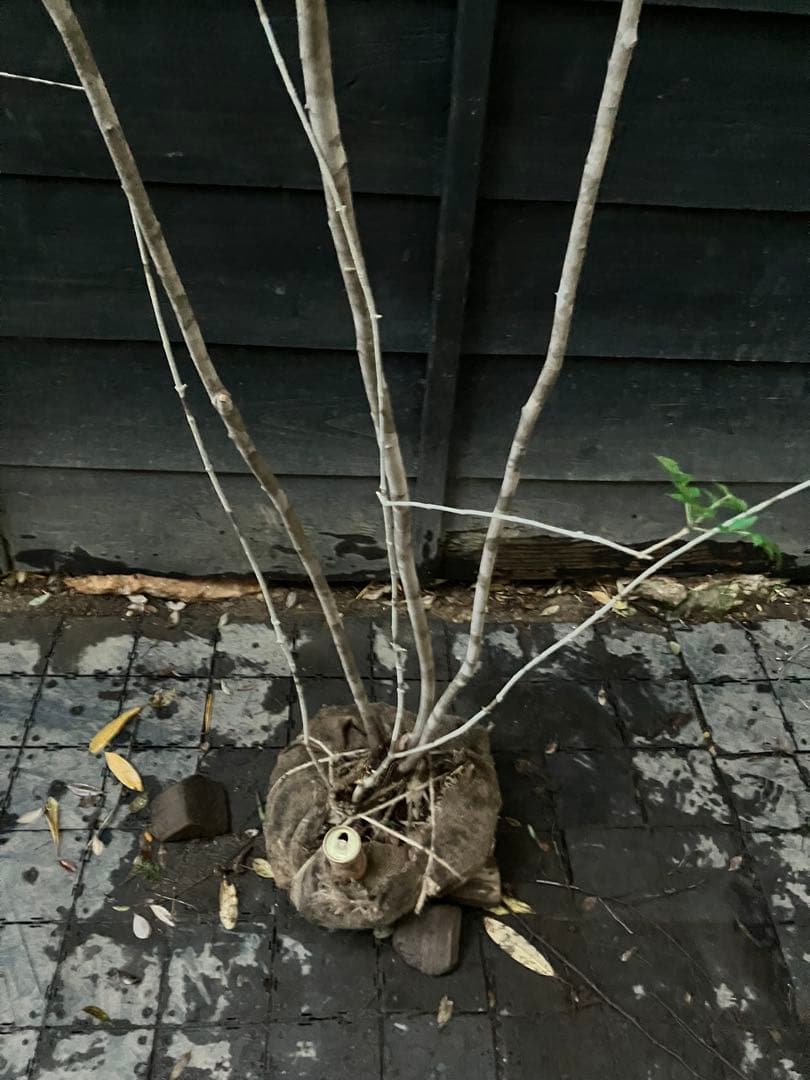 希少　山採り　ザイフリボク　アオダモ　混合株