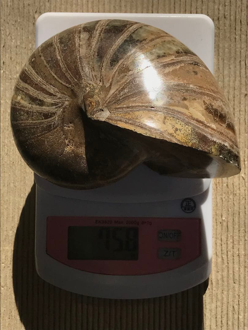 【特別価格】マダガスカル産　オウムガイ化石（ノーチラス・アンモナイト）大サイズ