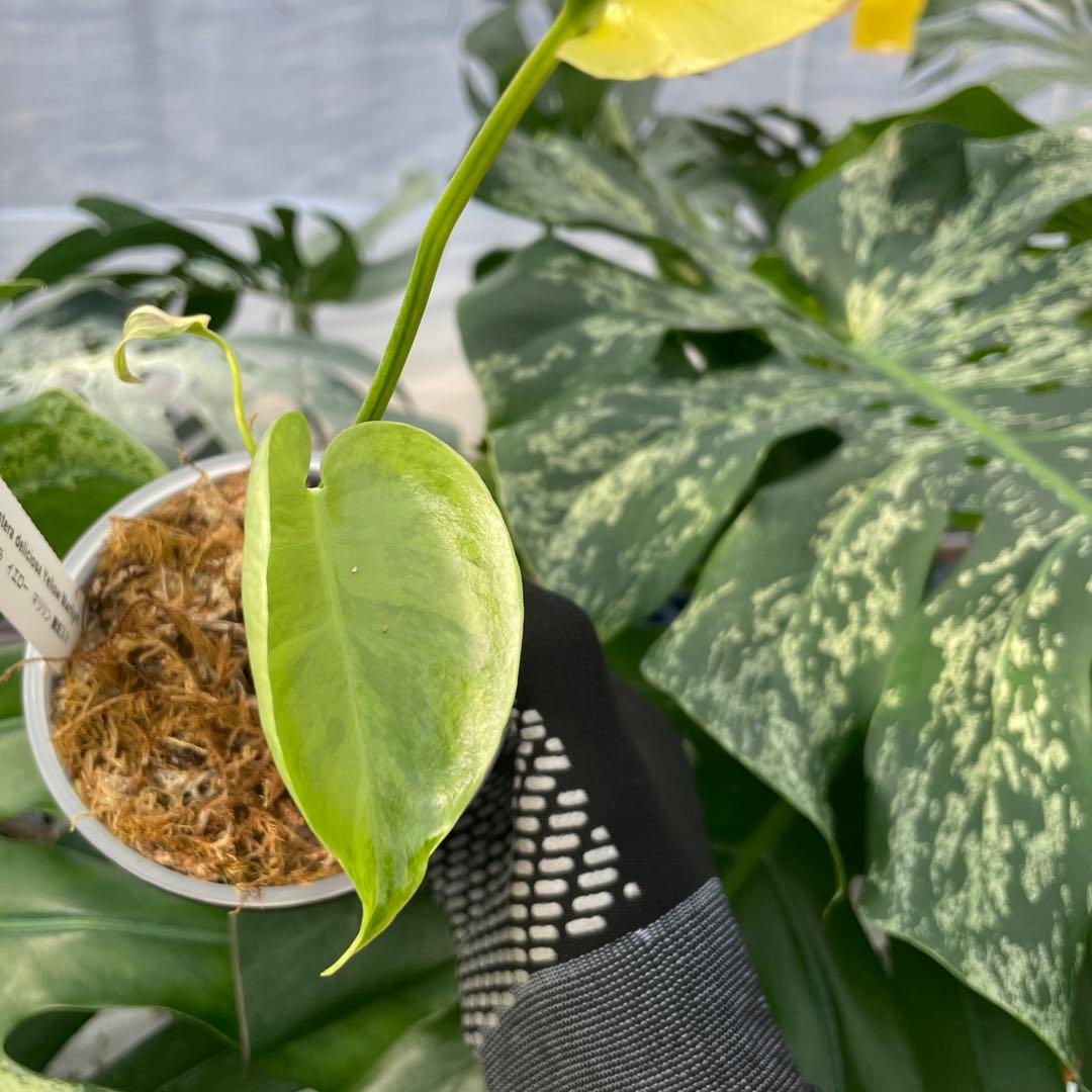 MG3 モンステラ　イエローマリリン　黄斑入り