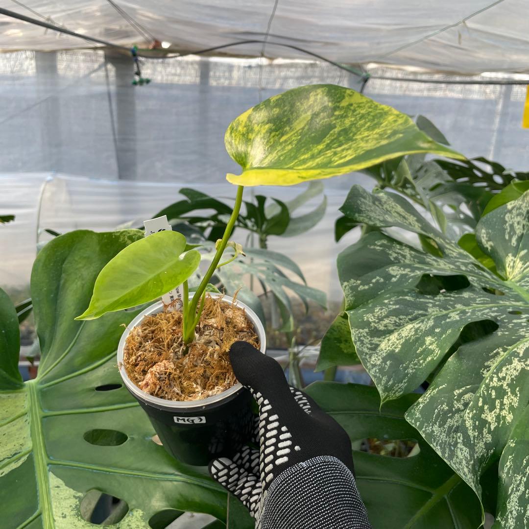 MG3 モンステラ　イエローマリリン　黄斑入り