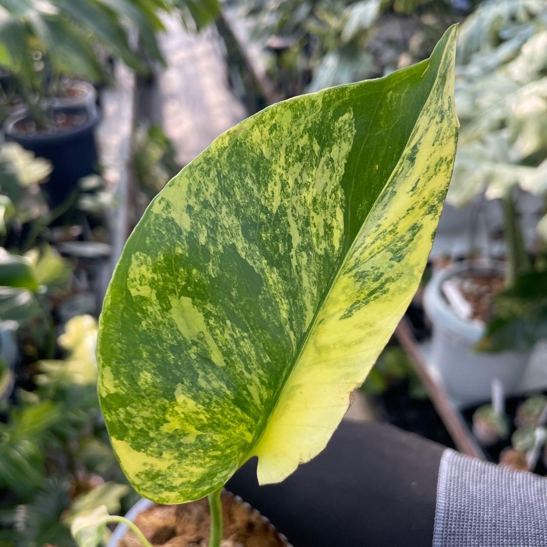 MG3 モンステラ　イエローマリリン　黄斑入り
