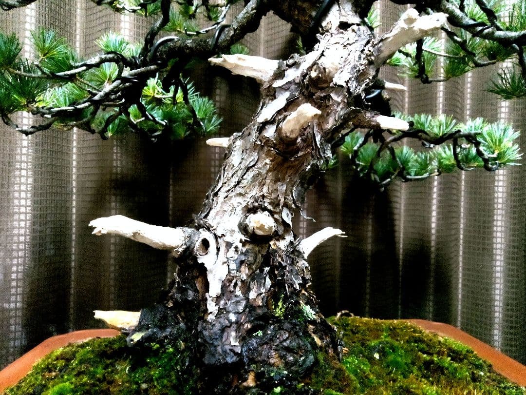 【中品　五葉松盆栽】　　　　　　⭕10枚目→展示会❗真柏…