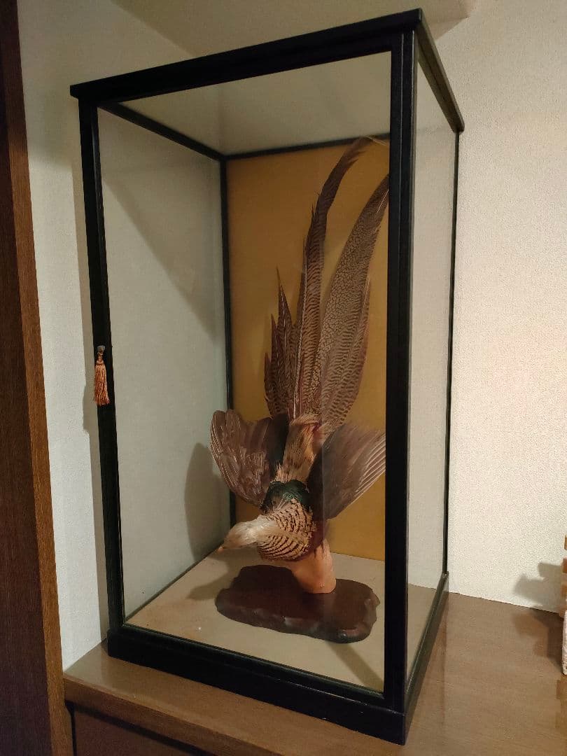 価格相談してください※鳥の剥製