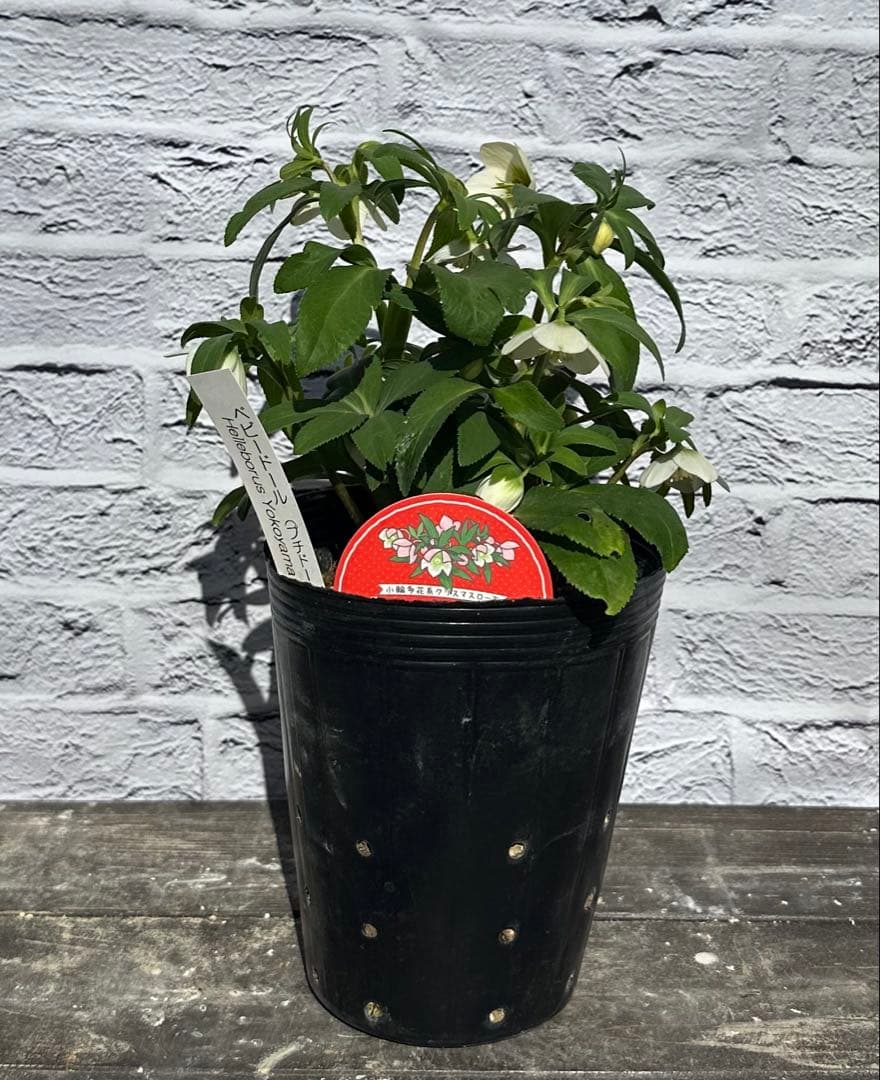 クリスマスローズ　ベビードール　横山園芸　開花株