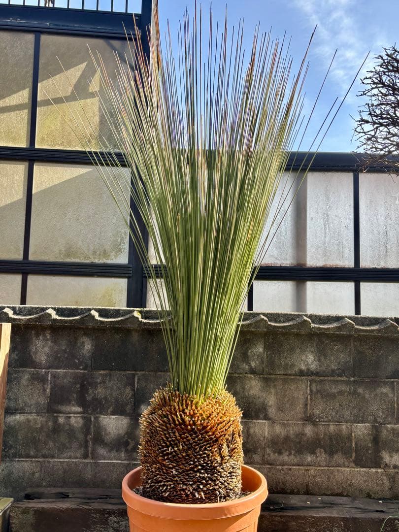 Saka【ダシリリオン ロンギシマム】B