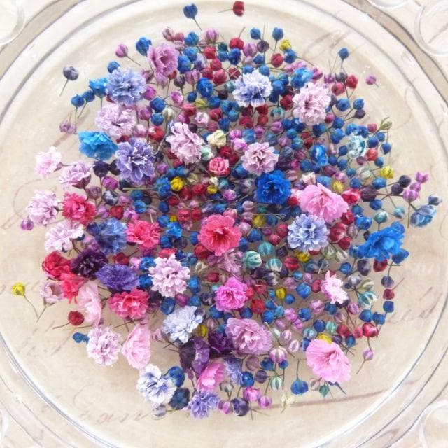 ResinArt❁NICOLE❁様◆【ドライフラワー】かすみ草の蕾 着色（846