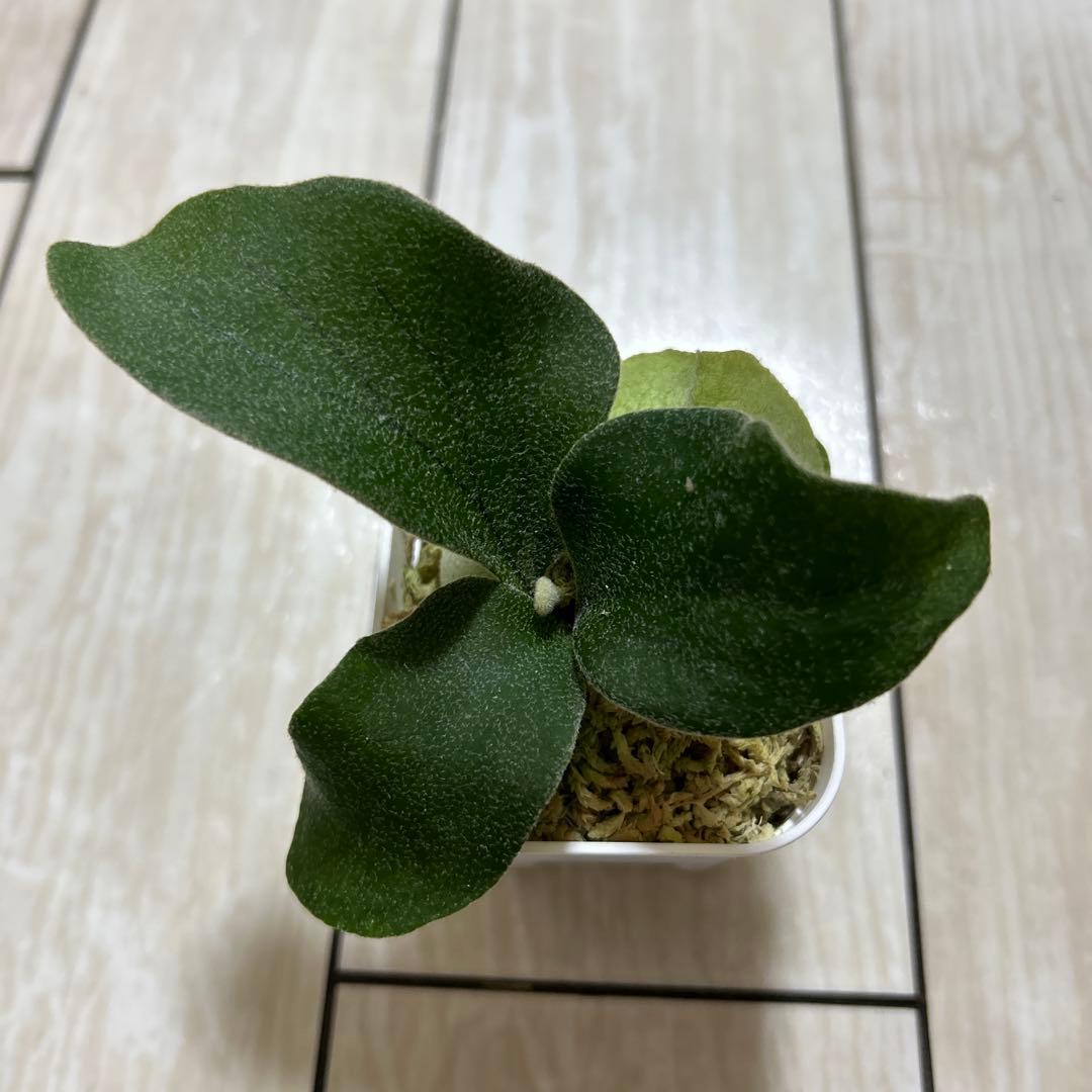P. veitchii 'Auburn ' spore ビカクシダ③