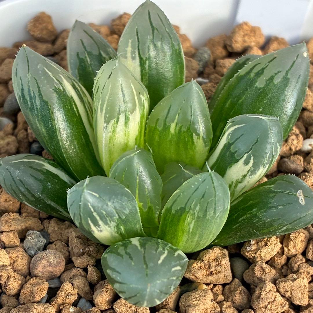 紅小町　ハオルチア　多肉植物　オブツーサ錦