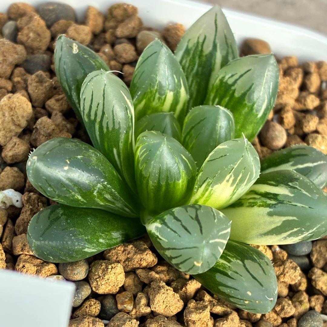 紅小町　ハオルチア　多肉植物　オブツーサ錦