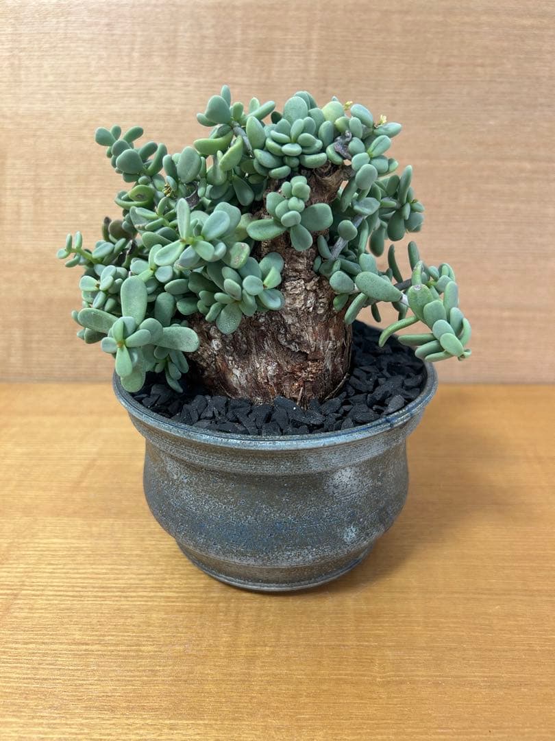 ケラリアピグマエア　現地株発根済み　グラキリス　カタフ　鉢込み