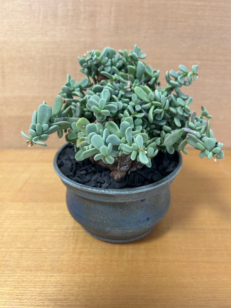 ケラリアピグマエア　現地株発根済み　グラキリス　カタフ　鉢込み