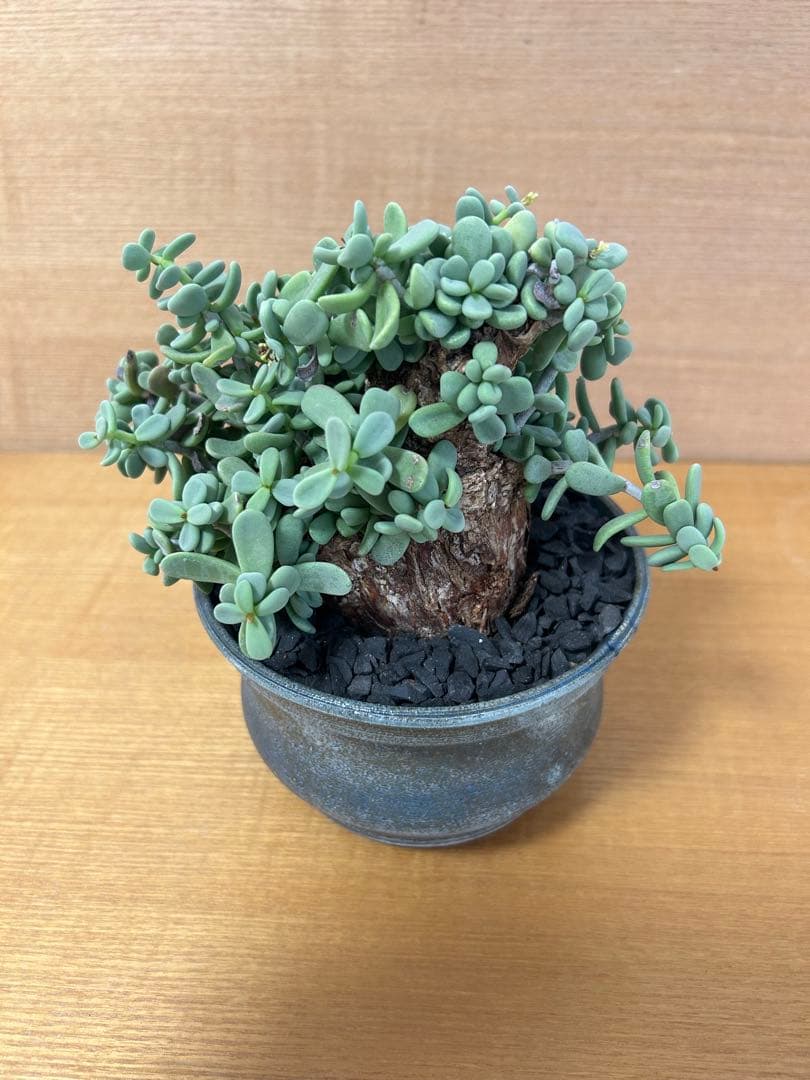 ケラリアピグマエア　現地株発根済み　グラキリス　カタフ　鉢込み