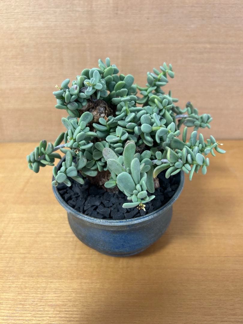 ケラリアピグマエア　現地株発根済み　グラキリス　カタフ　鉢込み