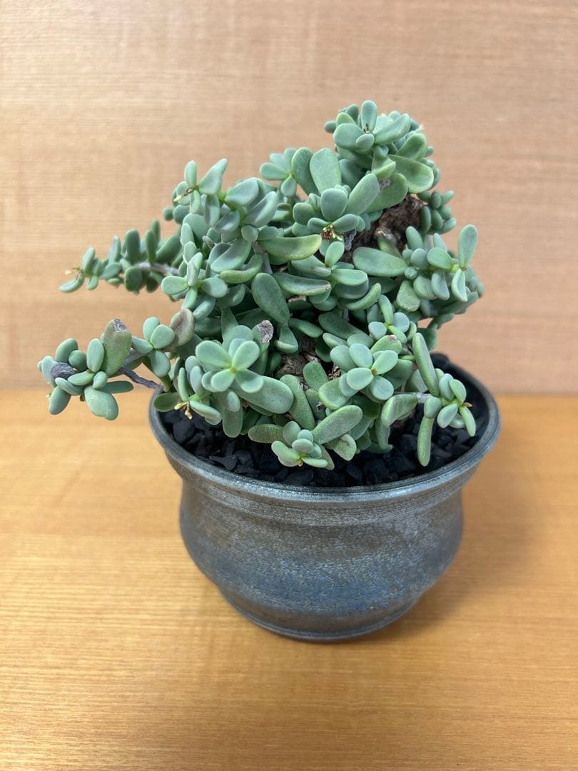 ケラリアピグマエア　現地株発根済み　グラキリス　カタフ　鉢込み