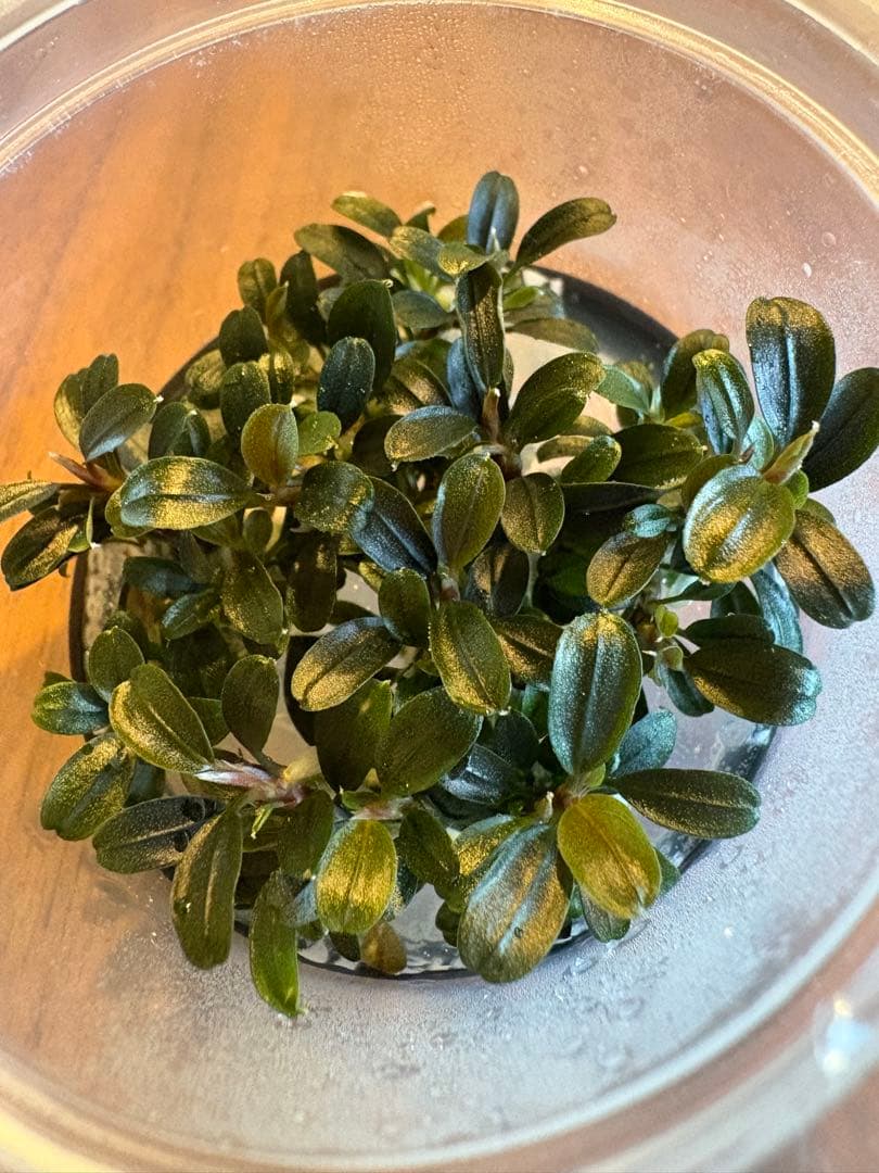 ブセファランドラsp.クダガンミニラウンド sp. kedagang 5株