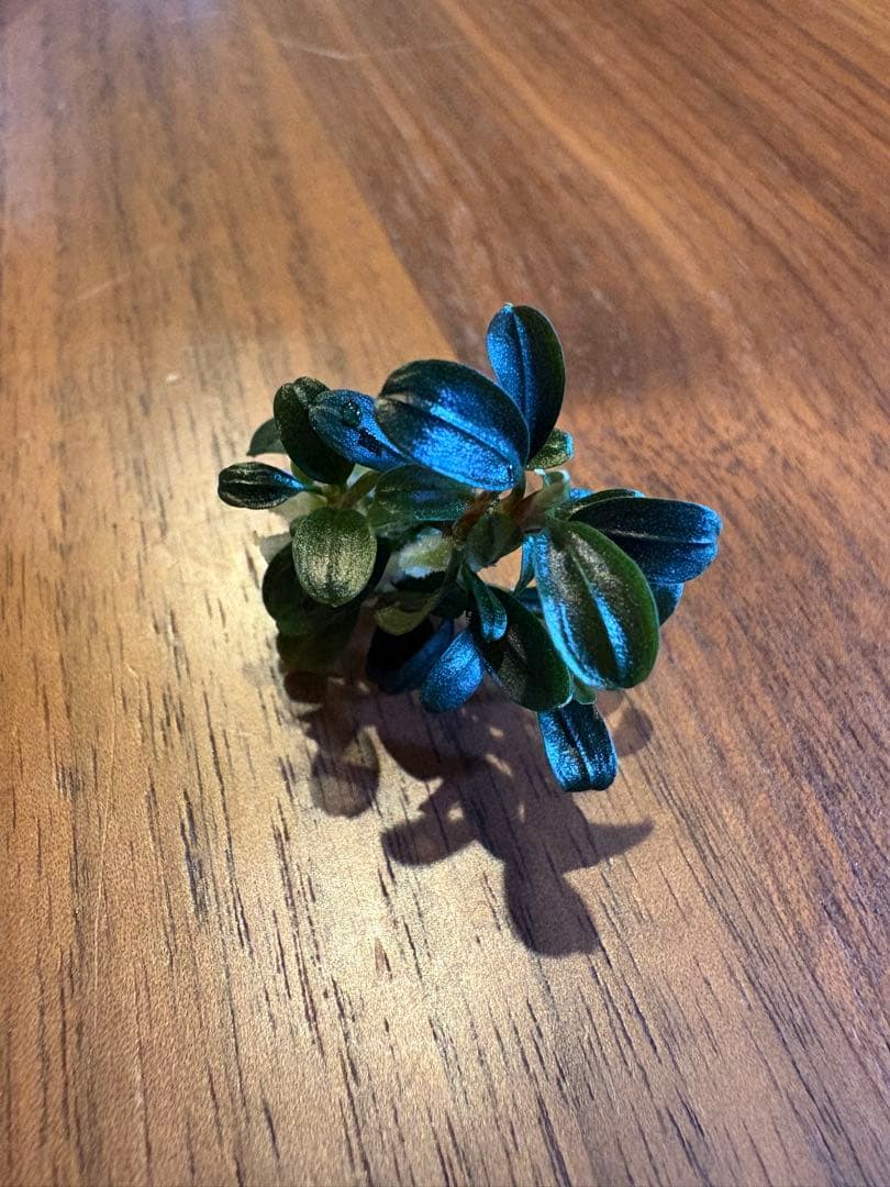 ブセファランドラsp.クダガンミニラウンド sp. kedagang 5株