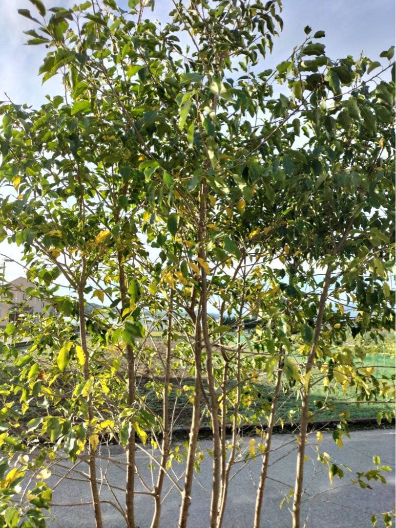 ソヨゴ メス 本株立ち 8本立ち