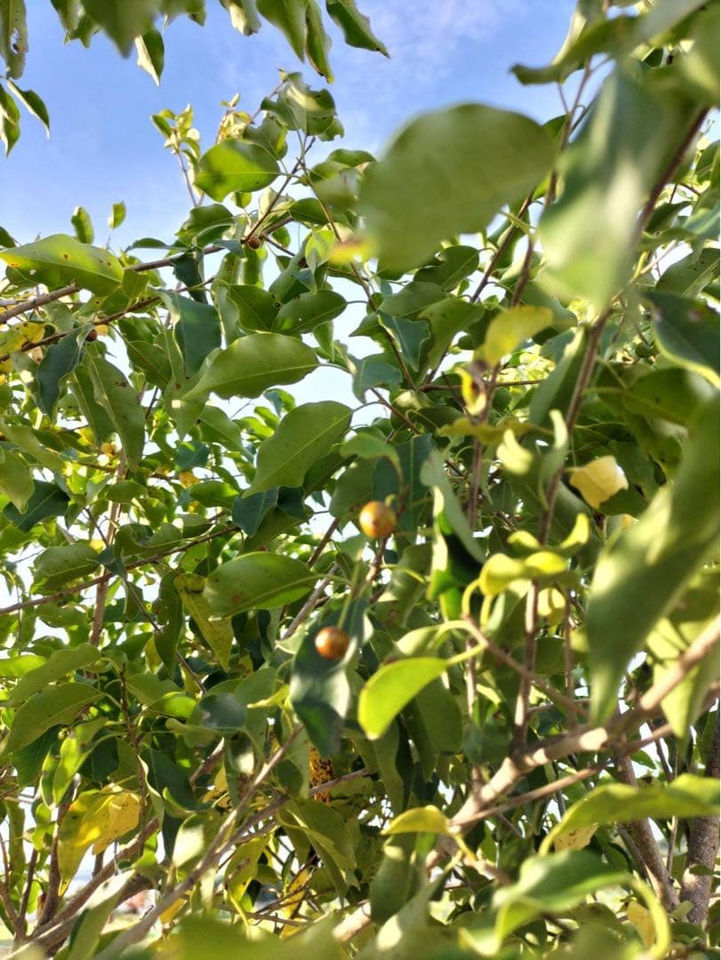 ソヨゴ メス 本株立ち 8本立ち