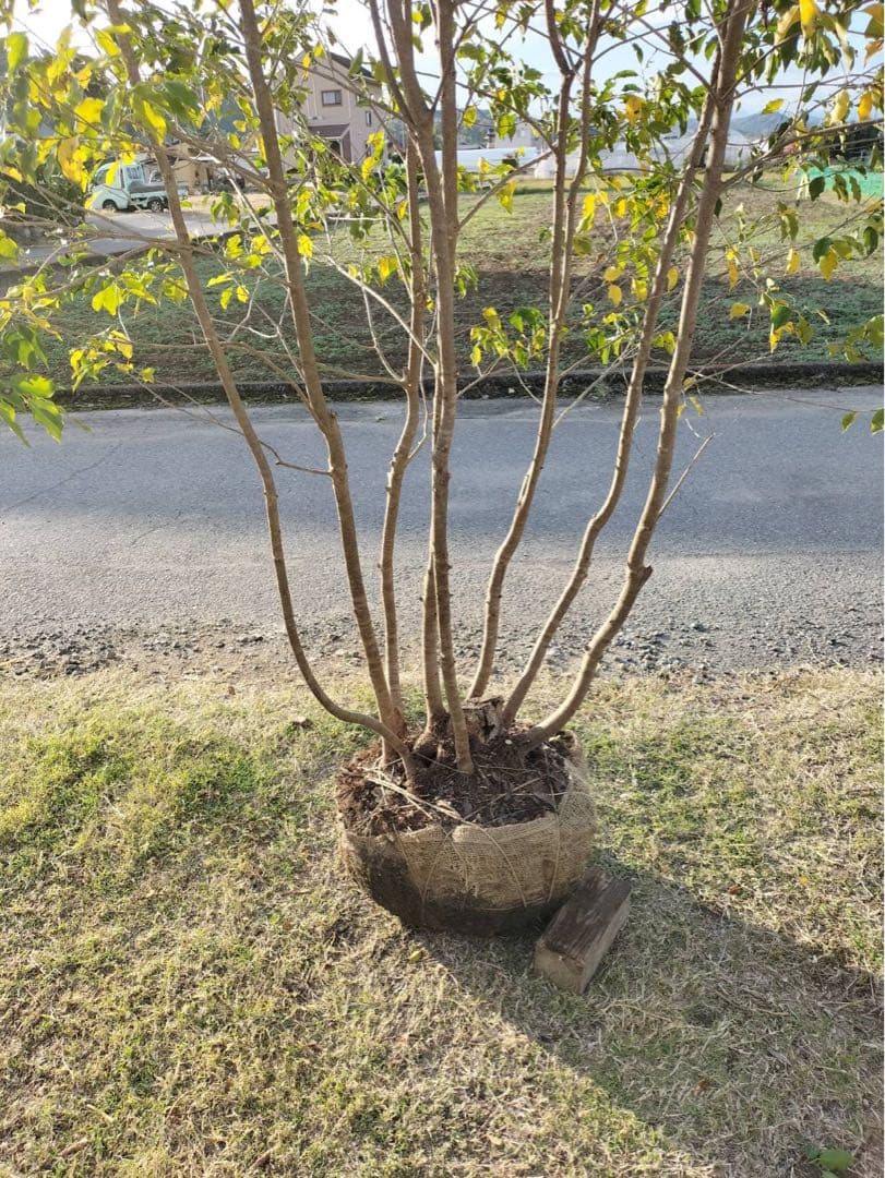 ソヨゴ メス 本株立ち 8本立ち