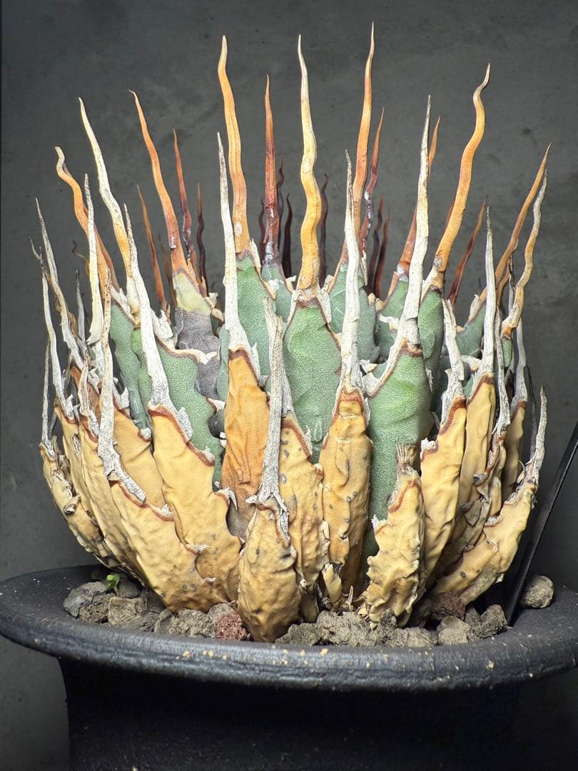 特大　 アガベ　ユタエンシス　エボリスピナ　現地球